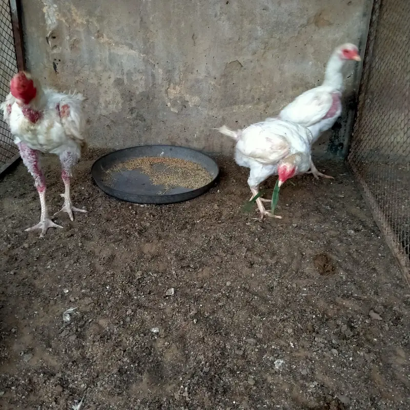 1 Male 2 female Heera — photo 4