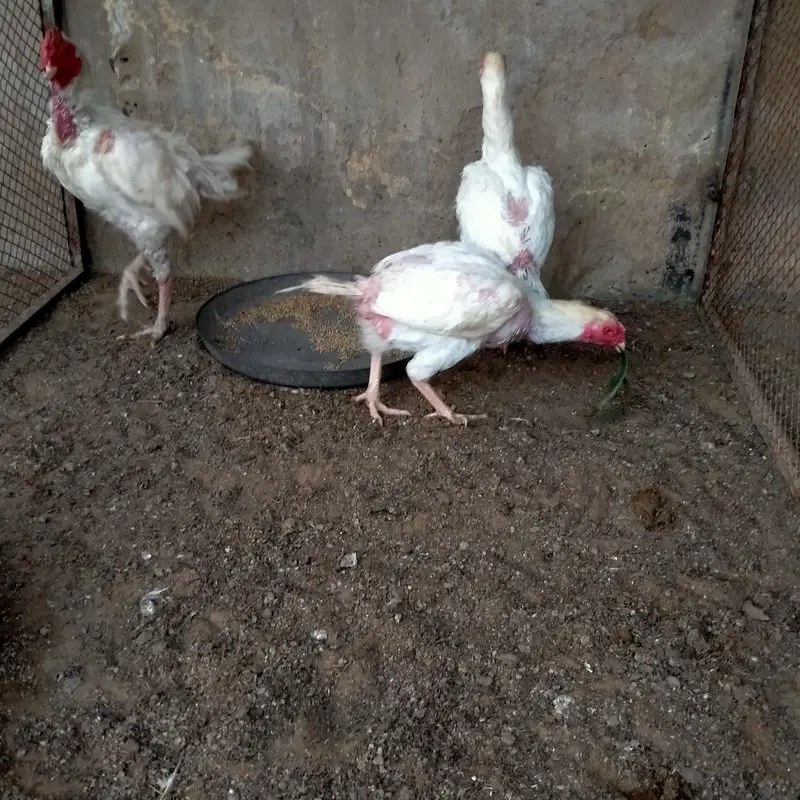 1 Male 2 female Heera — photo 5