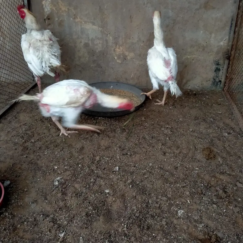 1 Male 2 female Heera — photo 6
