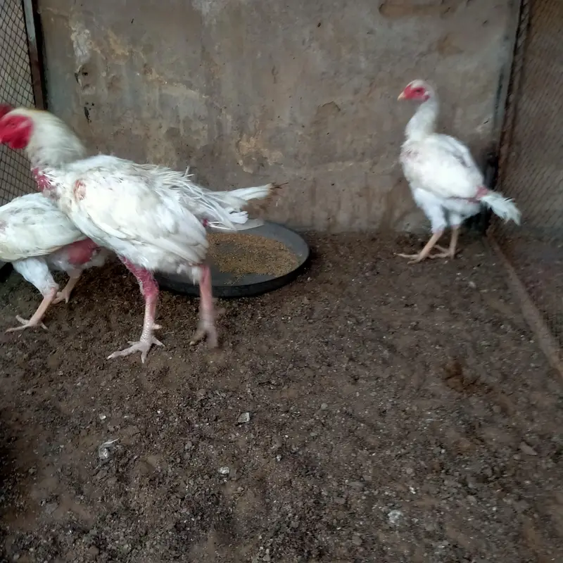 1 Male 2 female Heera — photo 7