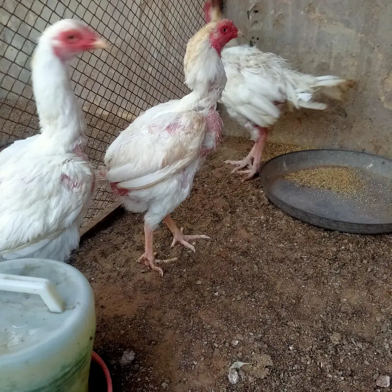 1 Male 2 female Heera — photo 8