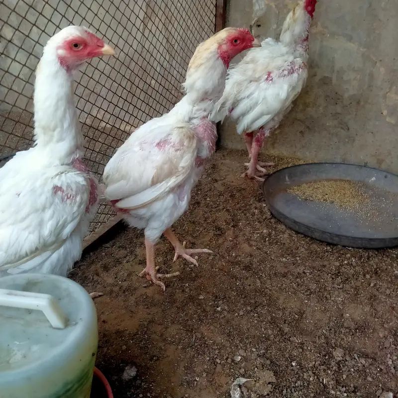 1 Male 2 female Heera — photo 9