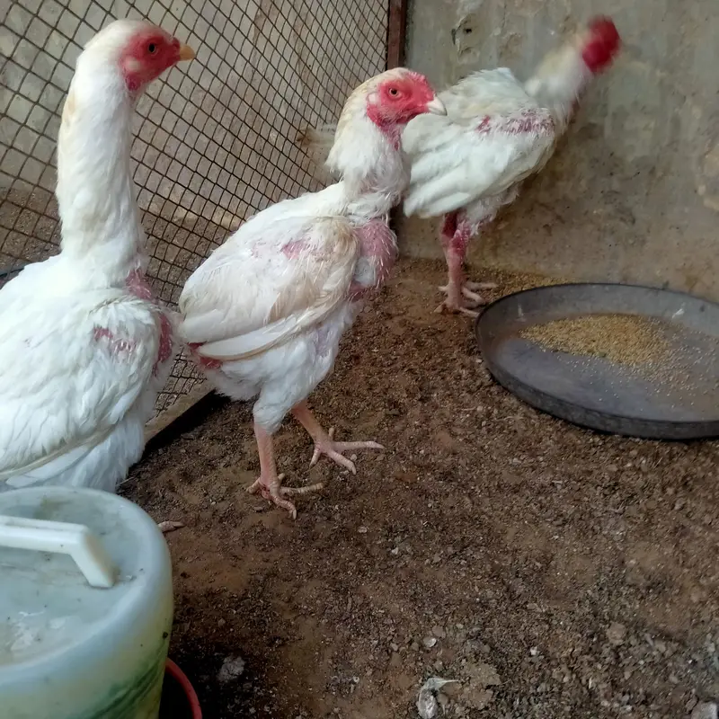 1 Male 2 female Heera — photo 10