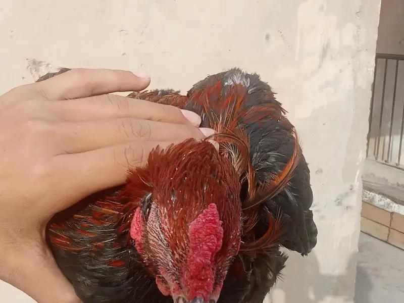 Aseel murga contact 03352555461 — photo 6