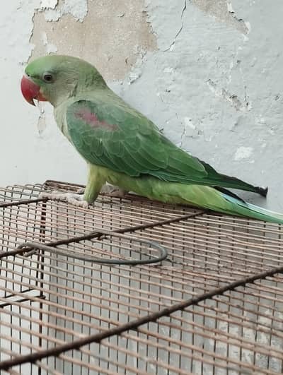 Kashmiri Pahari Parrot