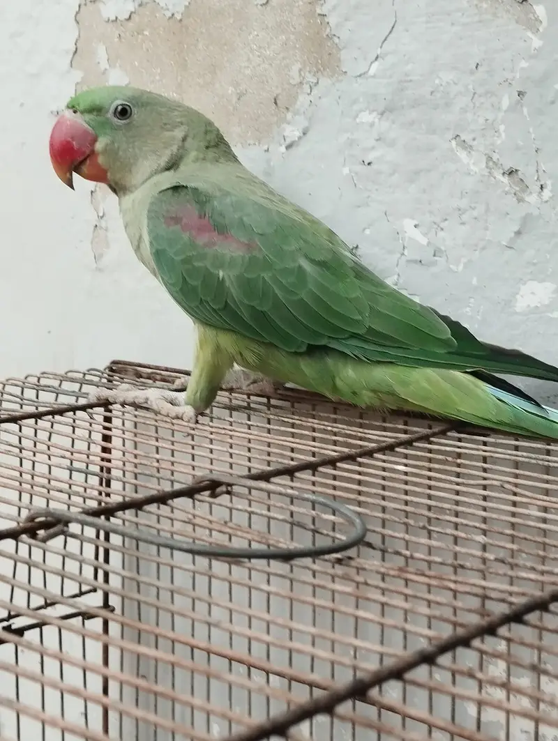 Kashmiri Pahari Parrot — photo 2