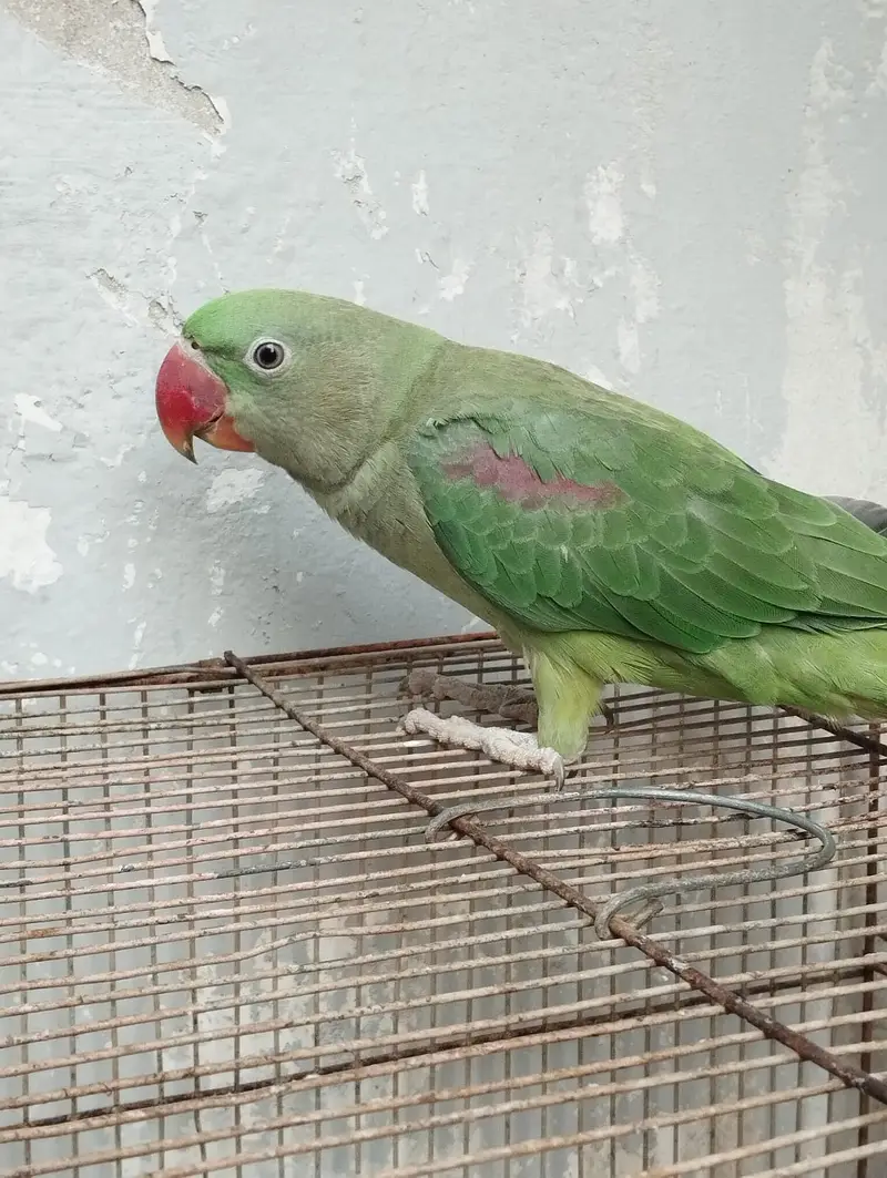 Kashmiri Pahari Parrot — photo 3
