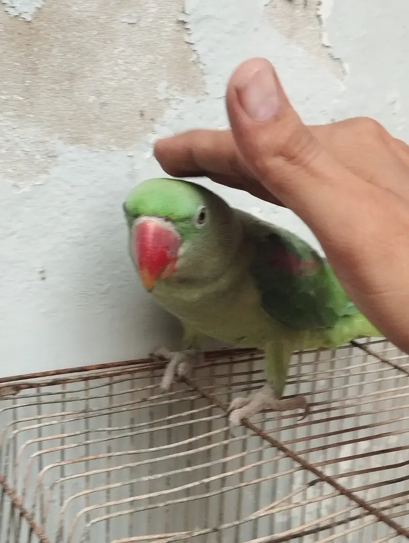 Kashmiri Pahari Parrot — photo 4