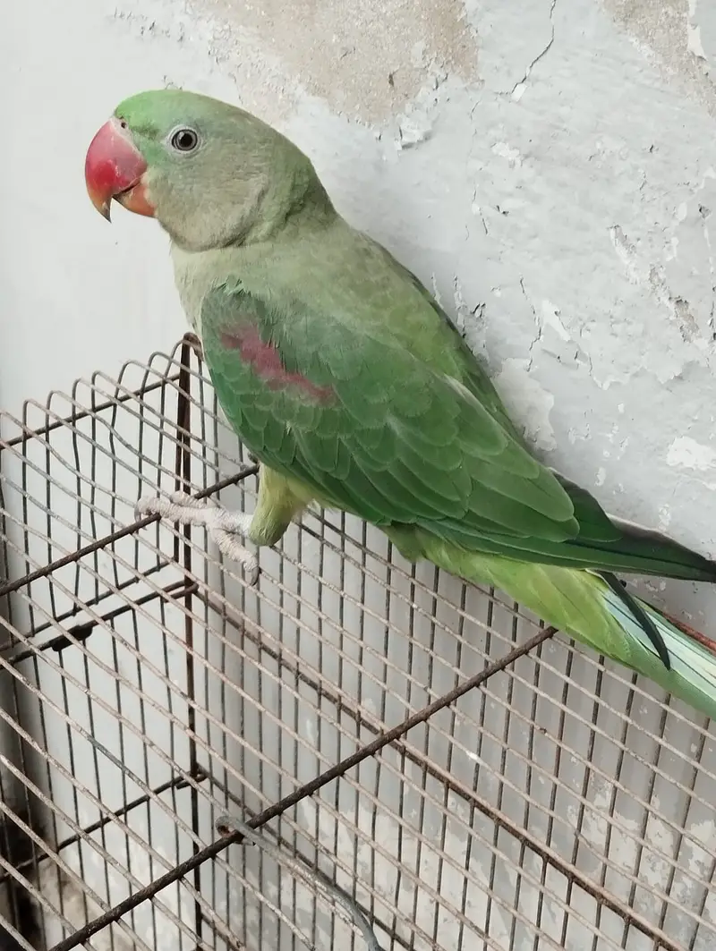 Kashmiri Pahari Parrot — photo 5