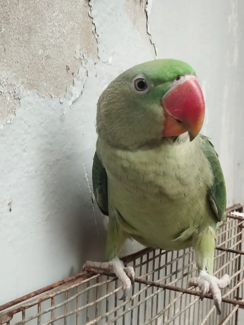 Kashmiri Pahari Parrot — photo 6
