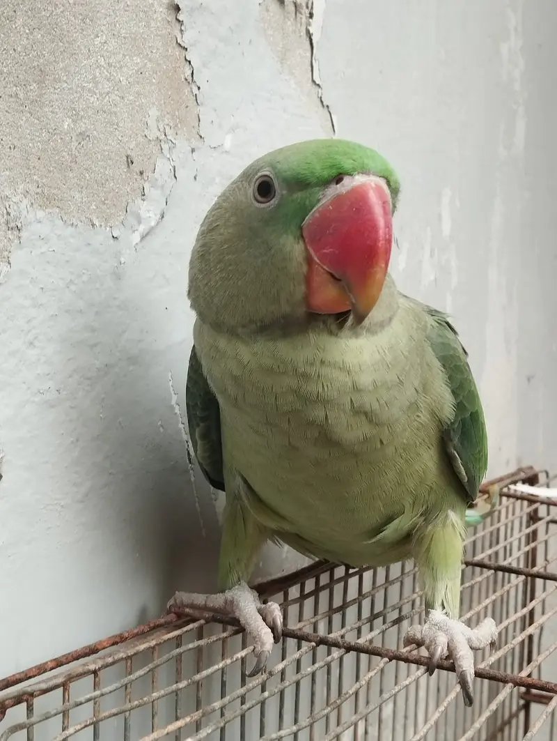 Kashmiri Pahari Parrot — photo 7