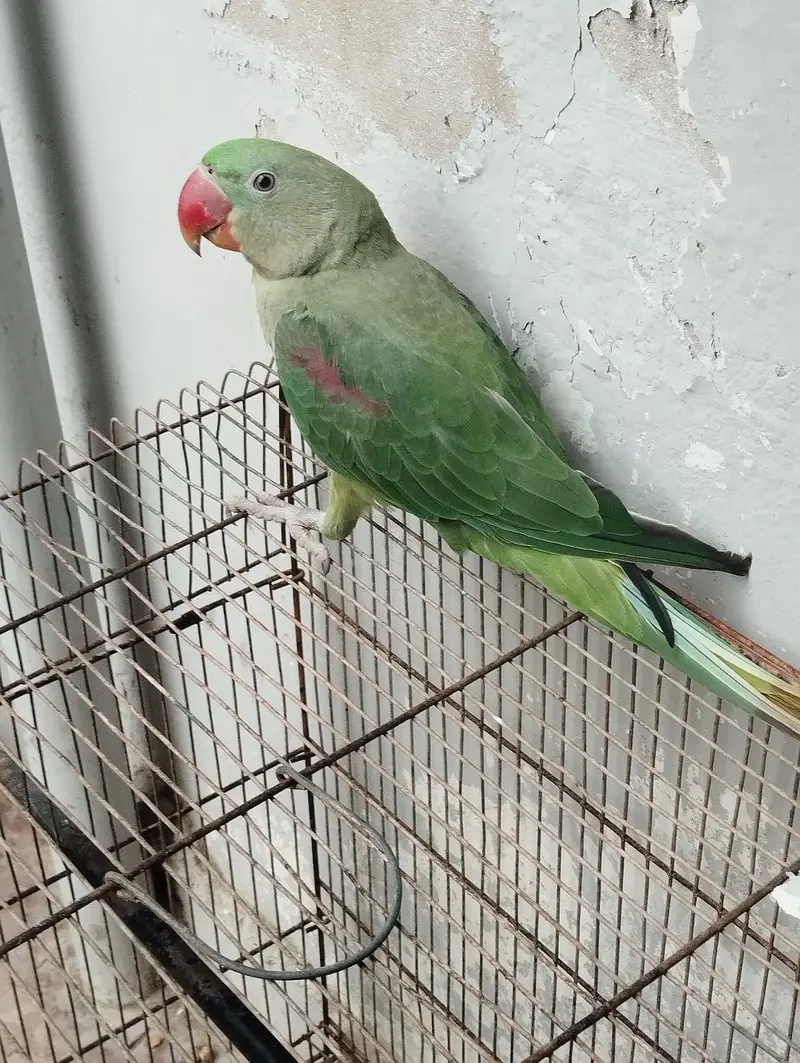 Kashmiri Pahari Parrot — photo 8