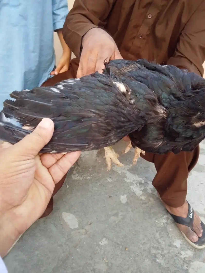 Aseel Brider  pair — photo 5