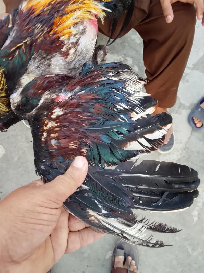 Aseel Brider  pair — photo 10
