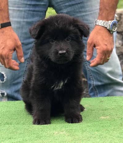 black German shepherd long have bon