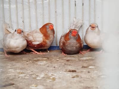 Finch