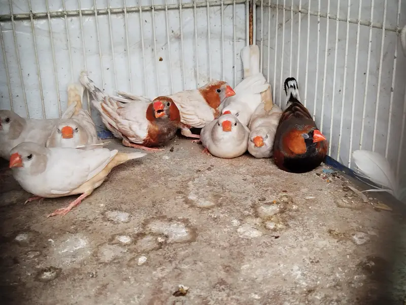 Finch — photo 2