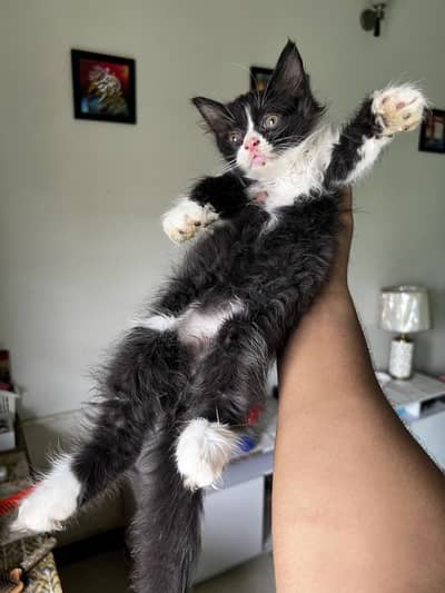Persian kitten available