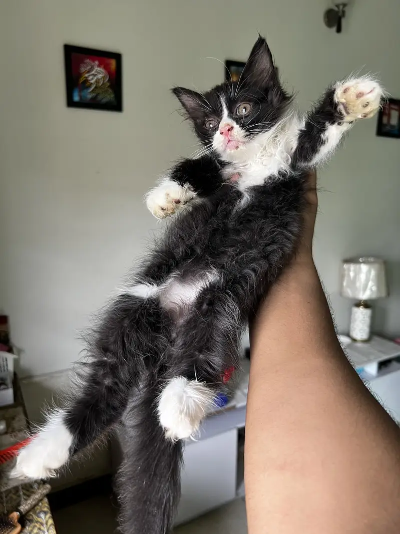 2 twin persian kitten & one black and white kitten — photo 4