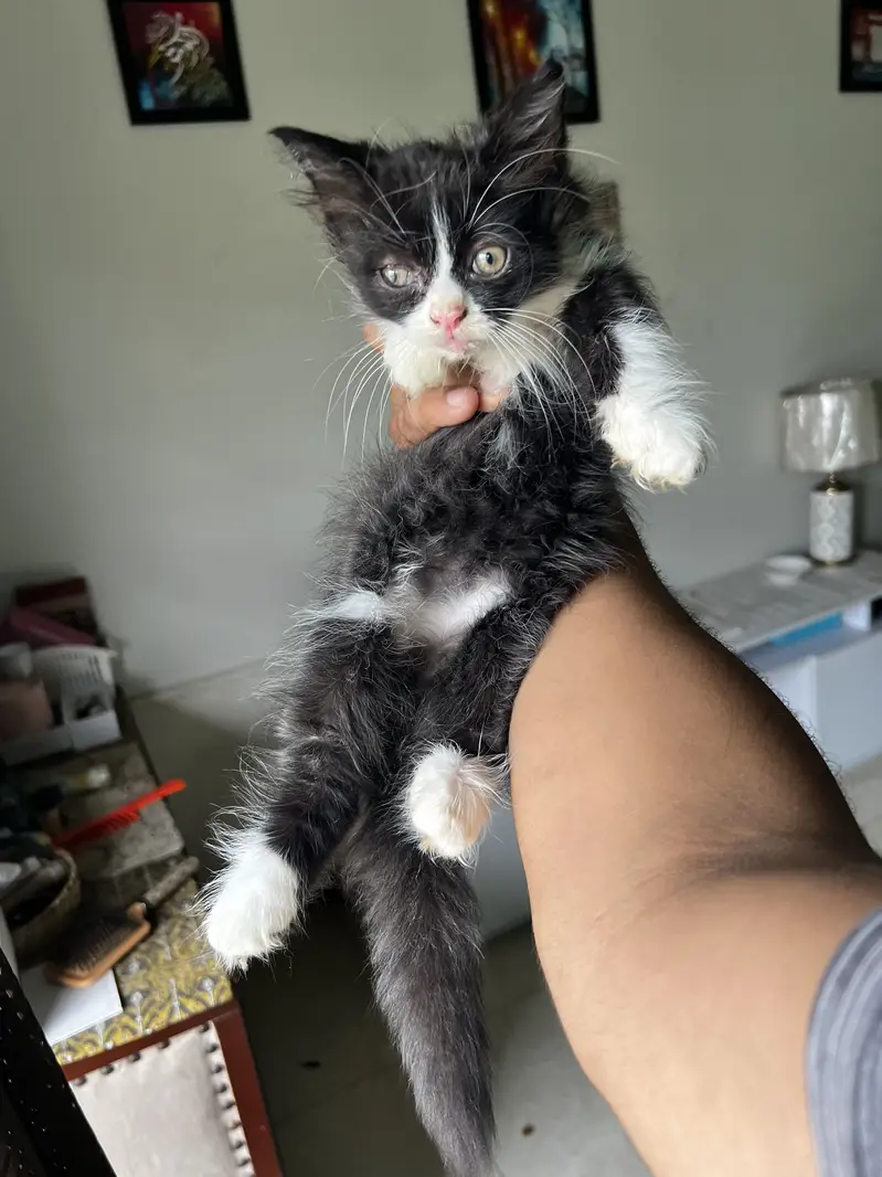 2 twin persian kitten & one black and white kitten — photo 5