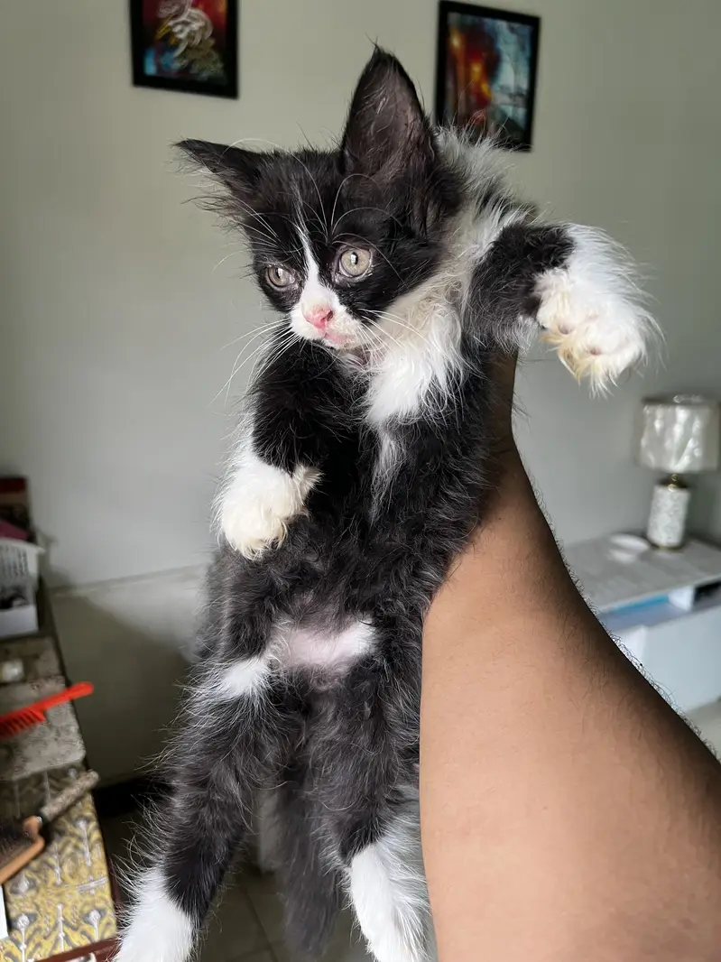 2 twin persian kitten & one black and white kitten — photo 6