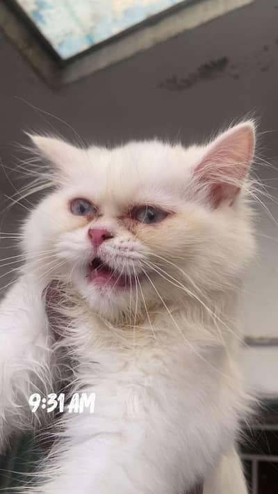 semi punch kitten for sale