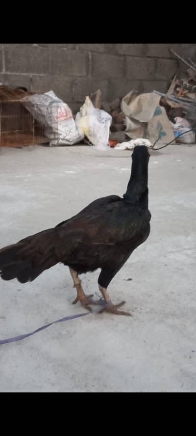 Black female