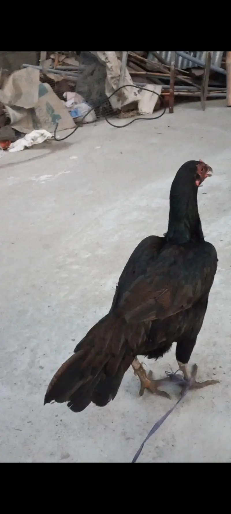 Black female — photo 2