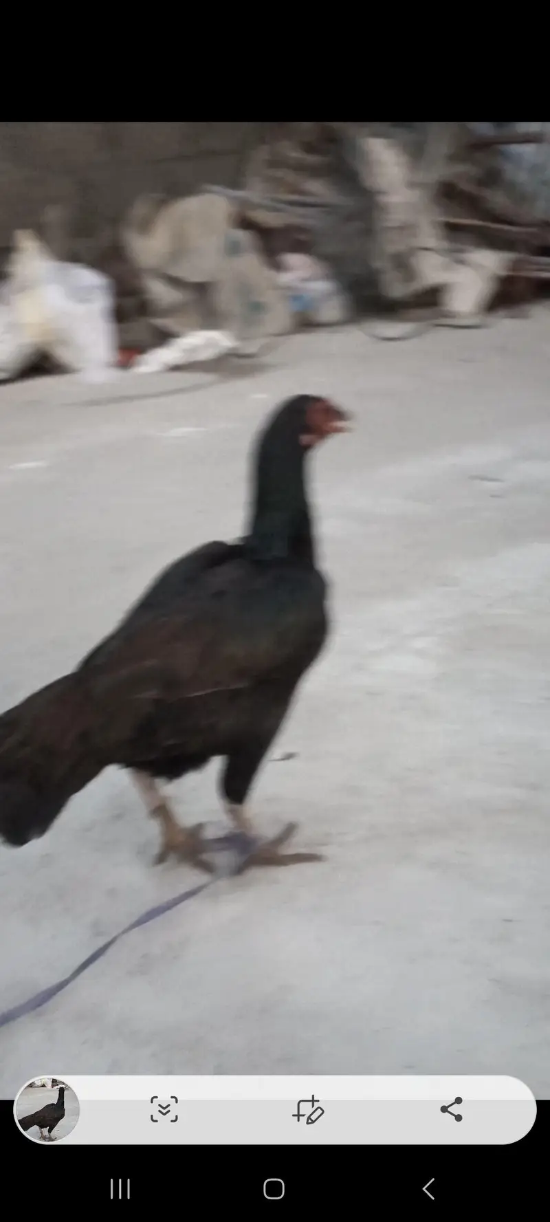 Black female — photo 3