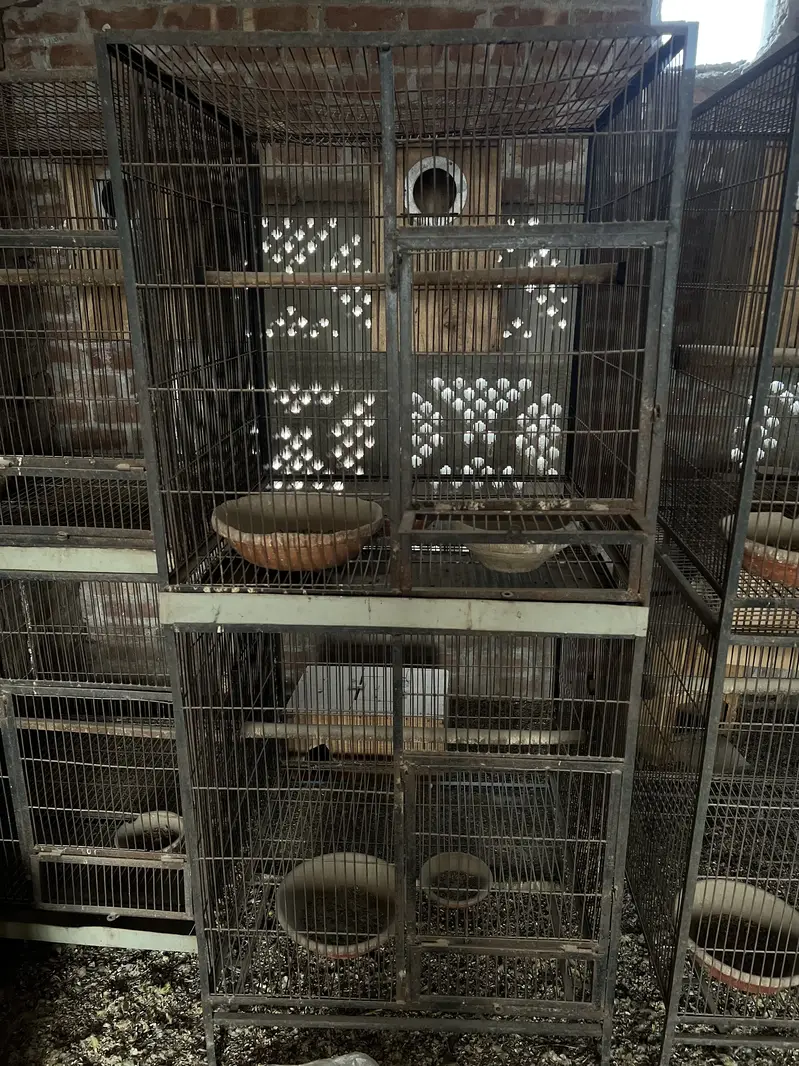 Parrots cages for sale — photo 2
