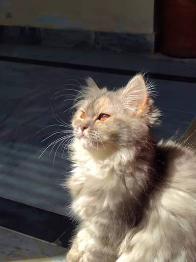 Persian cat 3 coated