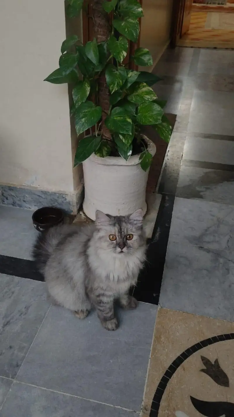 Persian cat 3 coated — photo 2