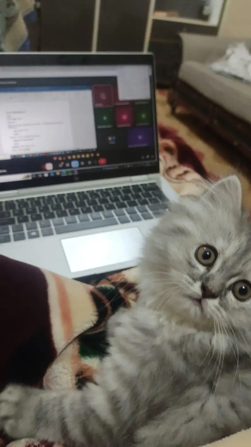 Persian cat 3 coated — photo 3