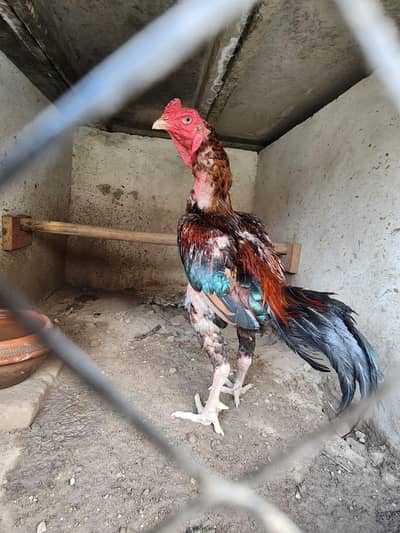Barmi X murga for sale