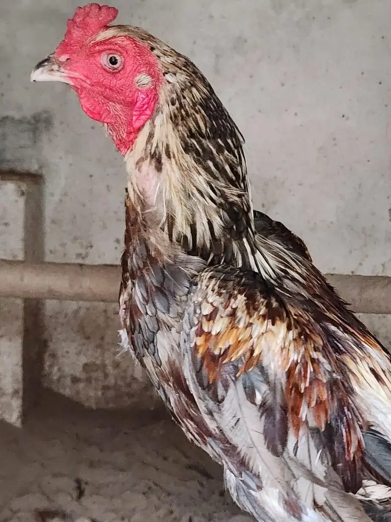 Barmi X murga for sale 5 murga 5 murgiya — photo 3