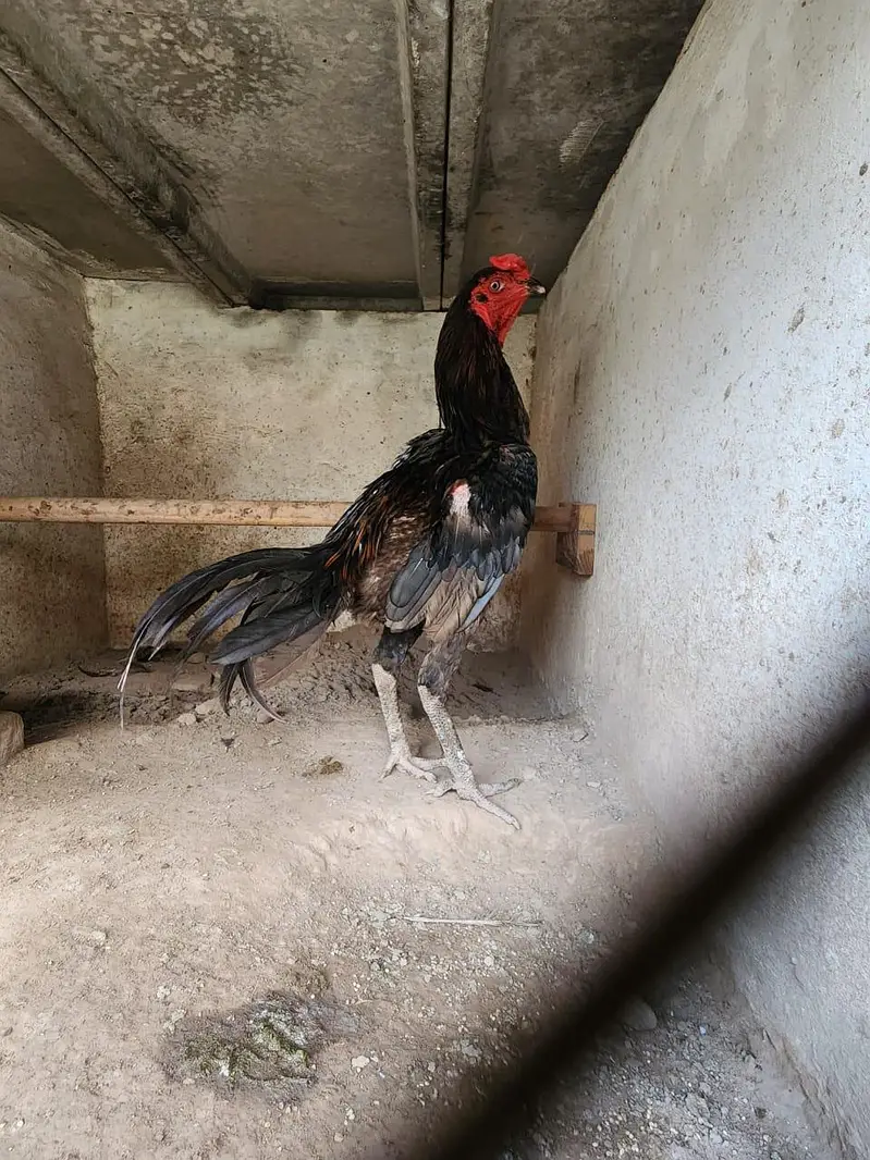 Barmi X murga for sale 5 murga 5 murgiya — photo 4