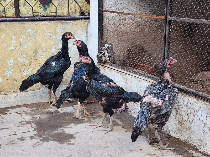 Barmi X murga for sale 5 murga 5 murgiya — photo 6