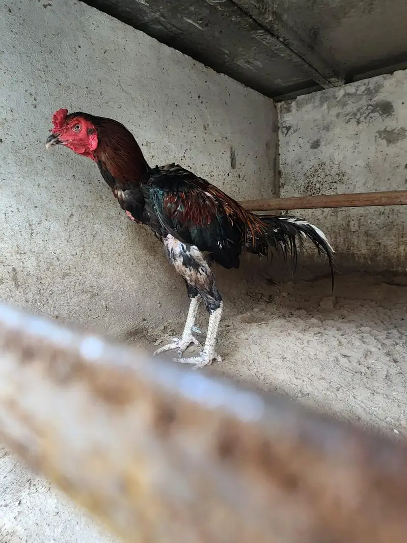 Barmi X murga for sale 5 murga 5 murgiya — photo 8