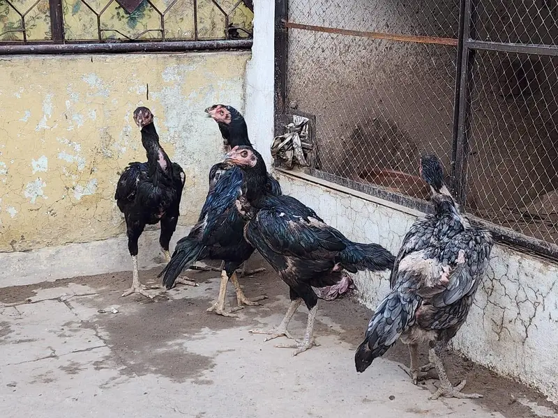 Barmi X murga for sale 5 murga 5 murgiya — photo 9