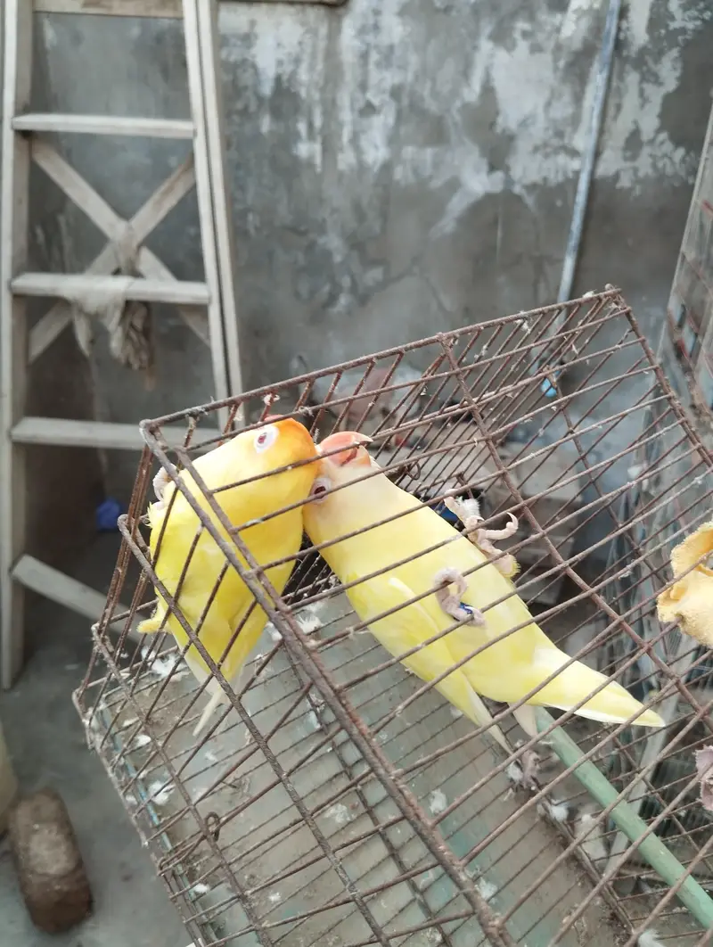 creamino — photo 2