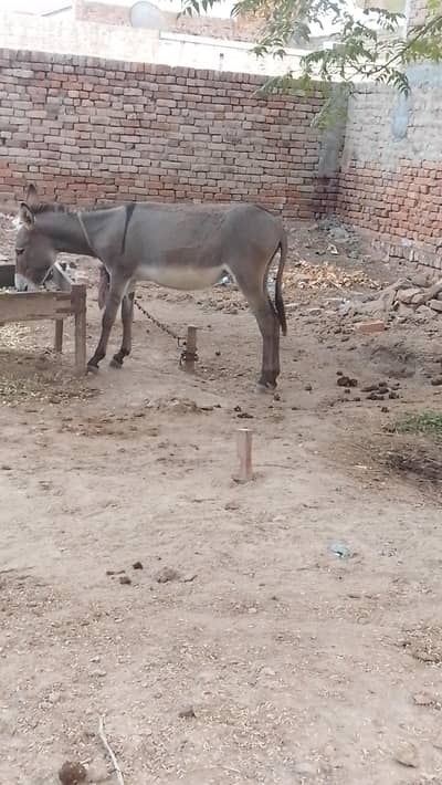 female donkey for sale