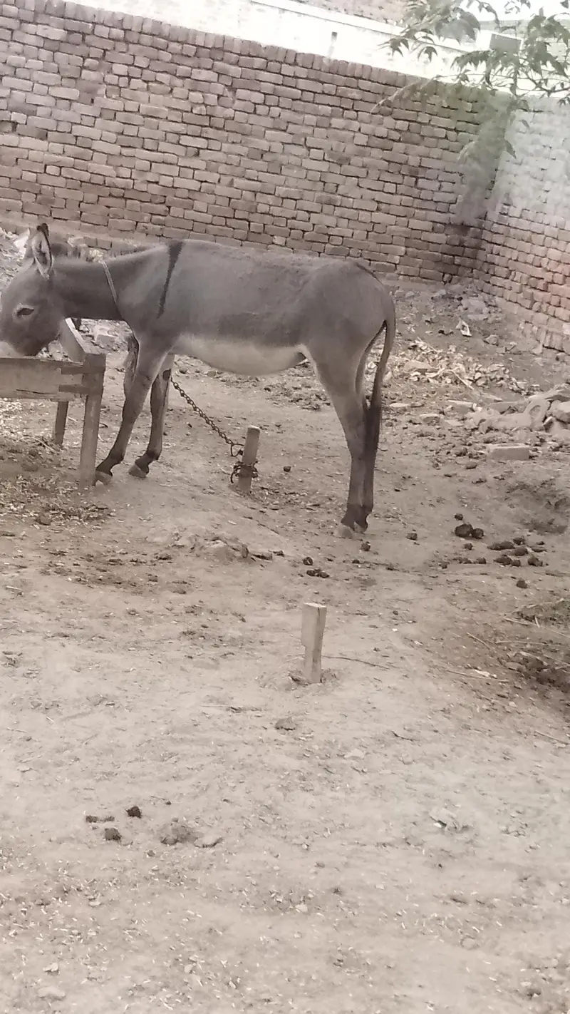 female donkey for sale — photo 2