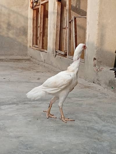 Heera aseel| long hight aseel|vaitnam aseel long hight