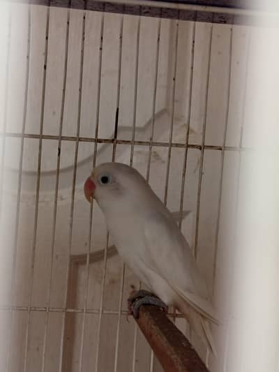 albino black eye lovebirds