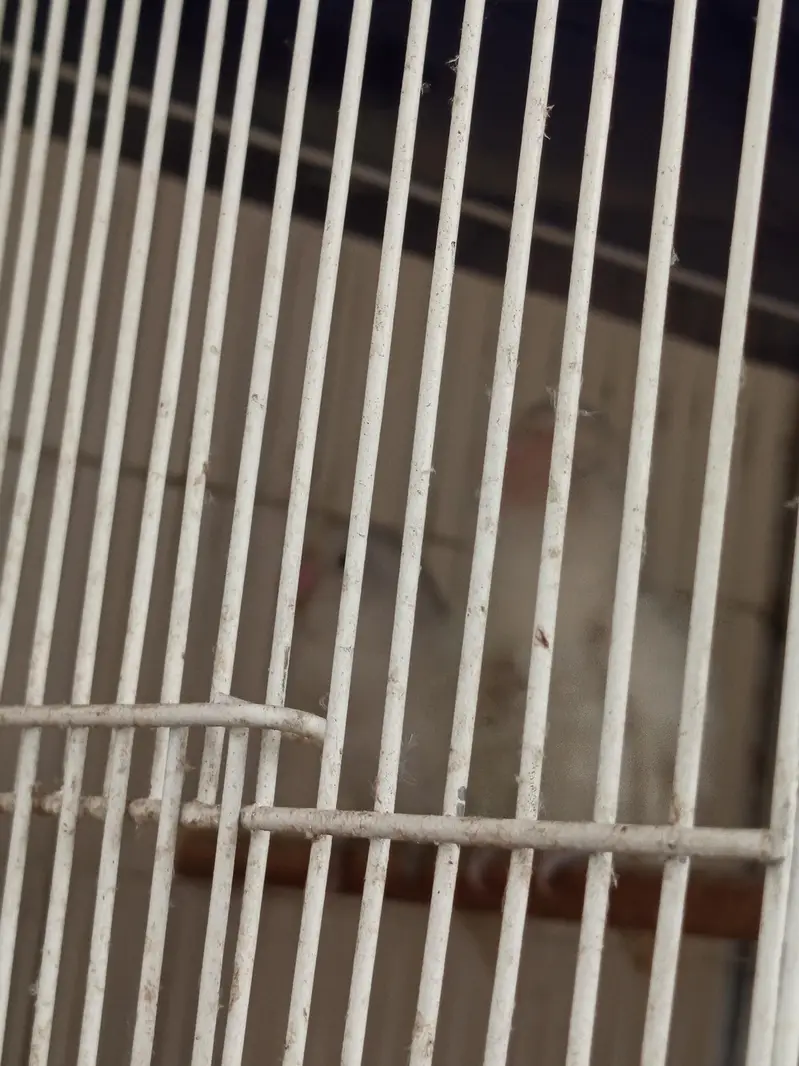 albino black eye lovebirds — photo 2