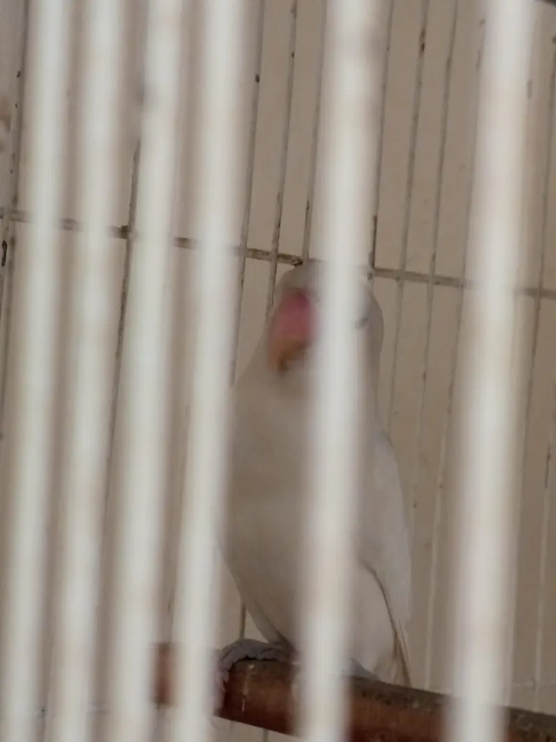 albino black eye lovebirds — photo 3
