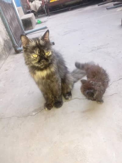 female cat with same kitten