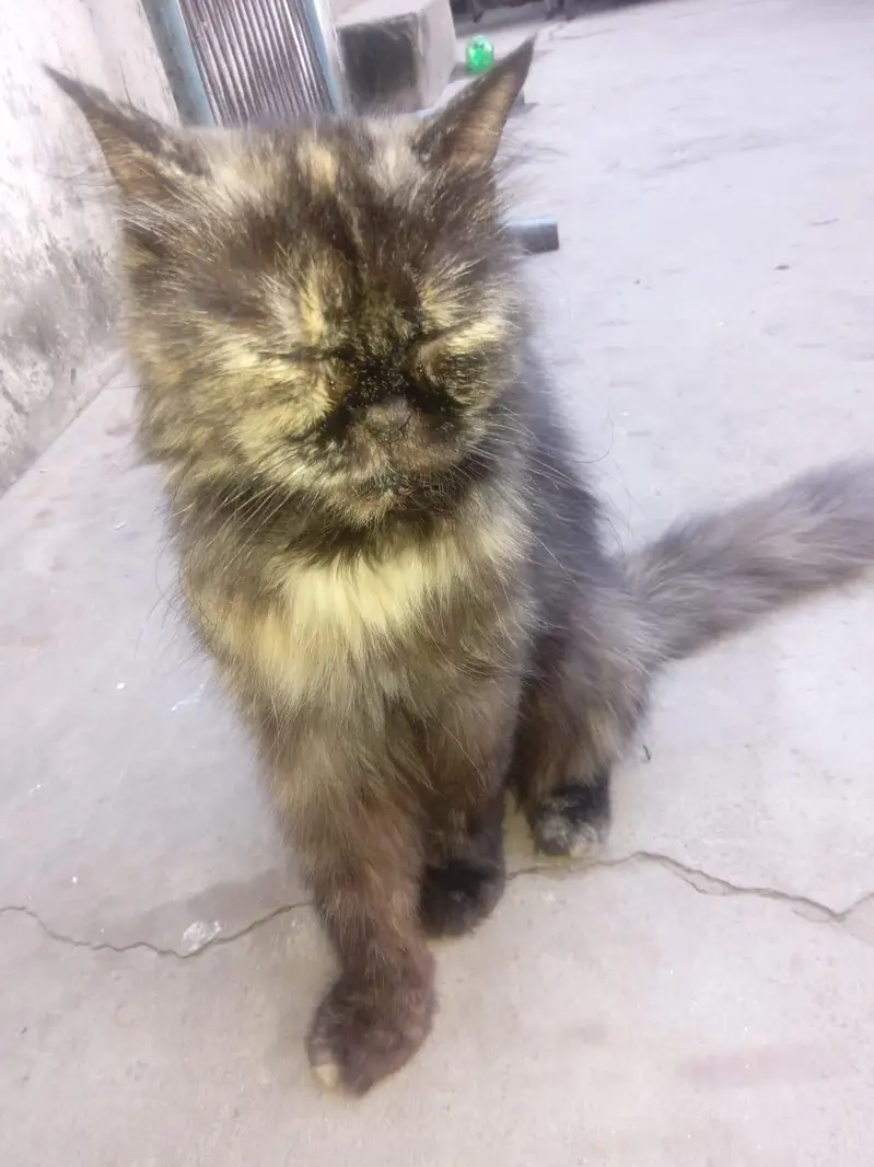 female cat with same kitten — photo 2