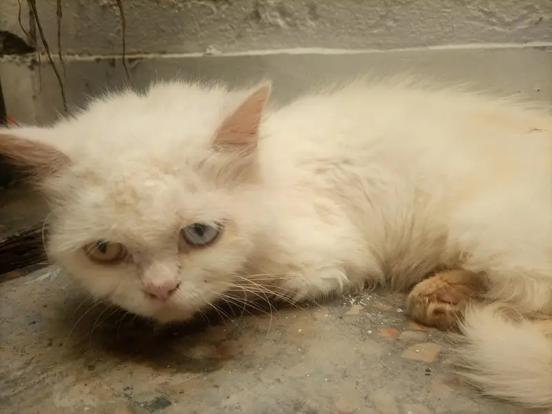 semi punch kitten for sale — photo 4