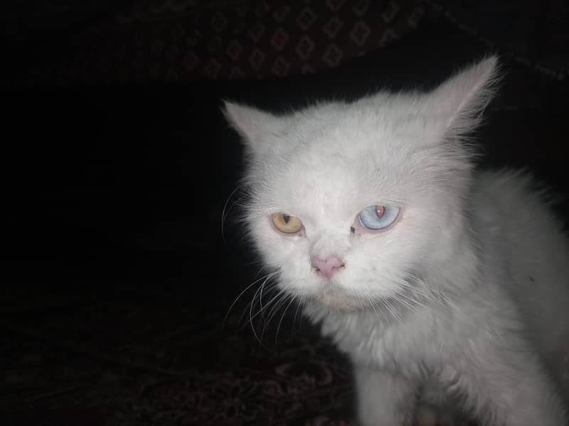 odd eye cat 2